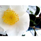 Camellia Flower Buds Tea