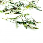 Wild Tea Bush Bai Mu Dan(White Peony)-Organic White-#1