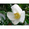 Camellia Flower Buds Tea