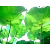 Lotus Leaf-Slices