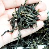 YuLanXiang-Magnolia Aroma Feng Huang Dan Cong(Phoenix Single Bush)-High Mountain Spring Tea-#1