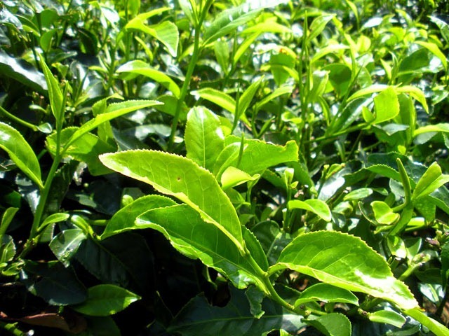 Fujian-Anxi-Tea-Garden-2