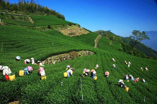 Cai Qing-Picking Tea Leaves
