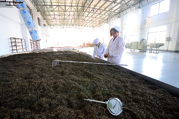 dark tea processing-Wo Dui-Piling