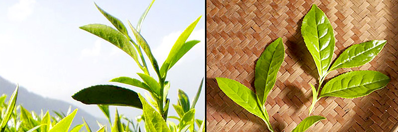 fresh raw leaves for making dark tea